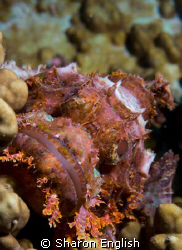 Scorpion Fish - shot taken on Twin Bommies in Port Vila by Sharon English 